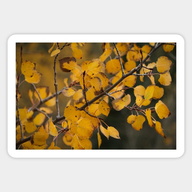 Fall Aspen Leaves 2 Sticker by jonesing